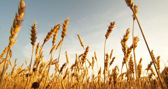 Het oergraan spelt is al een tijdje bezig aan een comeback, en dat is niet zo gek. Spelt wordt gemakkelijker door het lichaam opgenomen dan andere graansoorten, het verhoogt de weerstand en stimuleert het immuunsysteem.